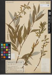Foto von Salix alba L.
